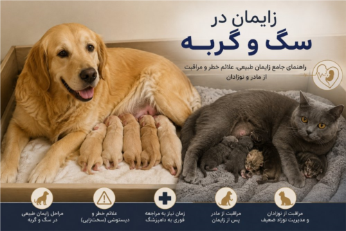 زایمان در سگ و گربه | مراحل زایمان طبیعی، علائم خطر، دیستوشی و مراقبت از مادر و نوزاد