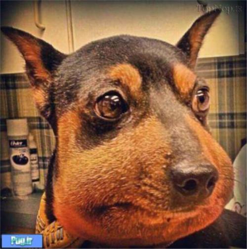 عکس زمانی که زنبور سگ ها را نیش میزند 