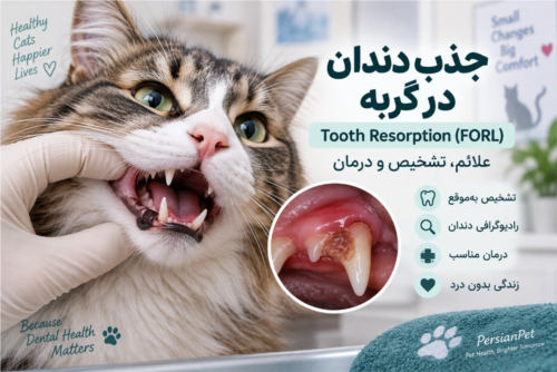 جذب دندان در گربه (Tooth Resorption / FORL) | علائم، تشخیص و درمان