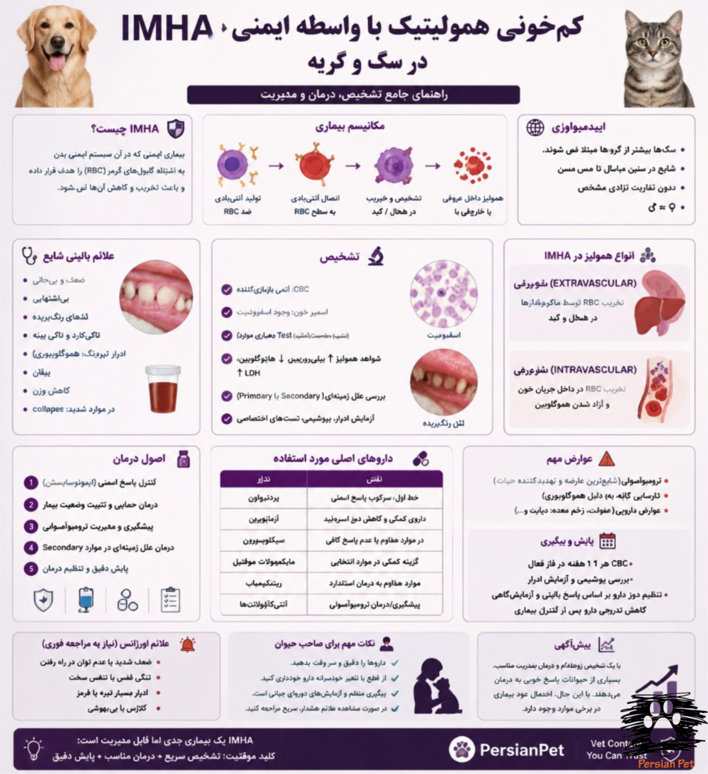 کم‌خونی همولیتیک با واسطه ایمنی (IMHA) در سگ و گربه؛ تشخیص، درمان و مدیریت تخصصی