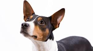Rat Terrier