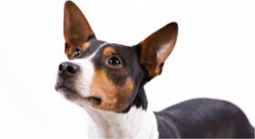 Rat Terrier