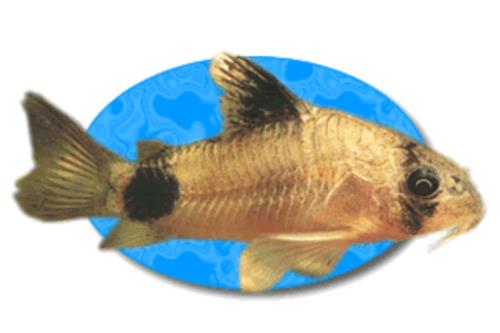 کریدوراس - Corydoros