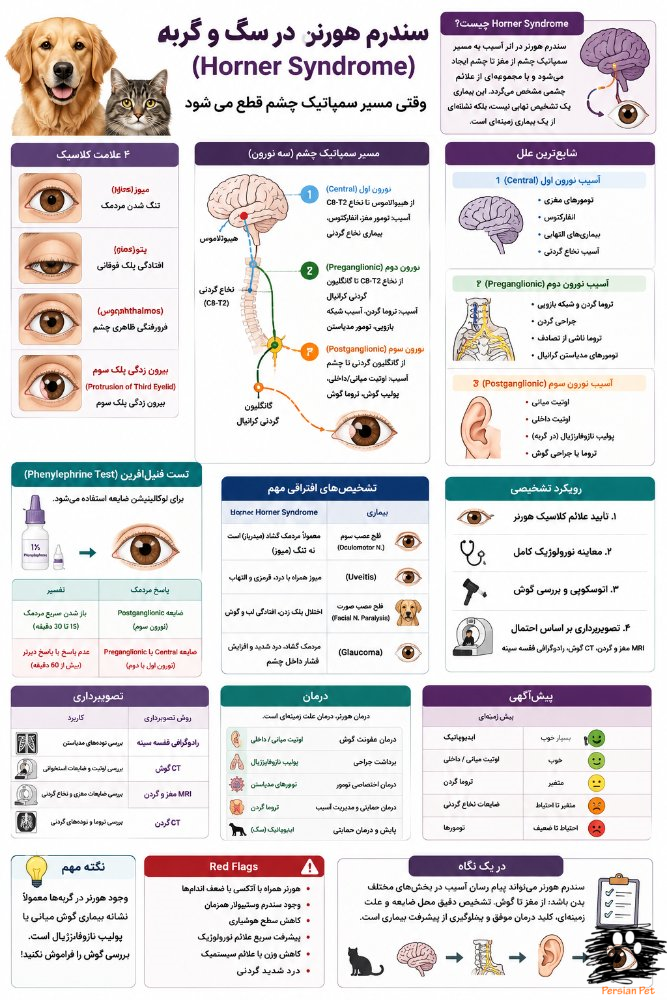 Horner Syndrome در سگ و گربه | علت، تشخیص و درمان سندرم هورنر