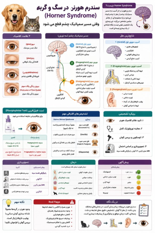 Horner Syndrome در سگ و گربه | علت، تشخیص و درمان سندرم هورنر