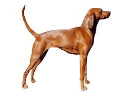 Redbone Coonhound