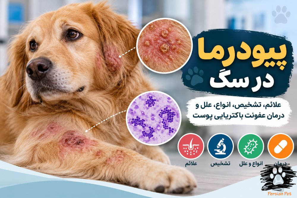 پیودرما در سگ | علائم، تشخیص، انواع، علل و درمان عفونت باکتریایی پوست