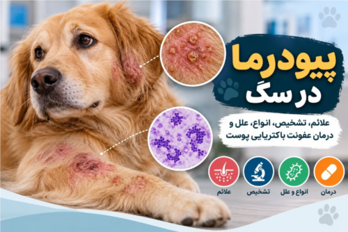 پیودرما در سگ | علائم، تشخیص، انواع، علل و درمان عفونت باکتریایی پوست