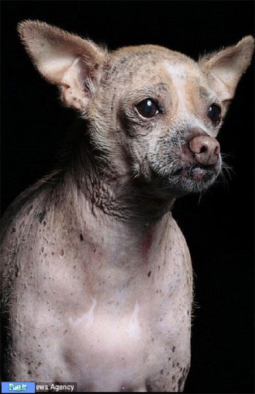 زشت‌ترین سگ دنیا»