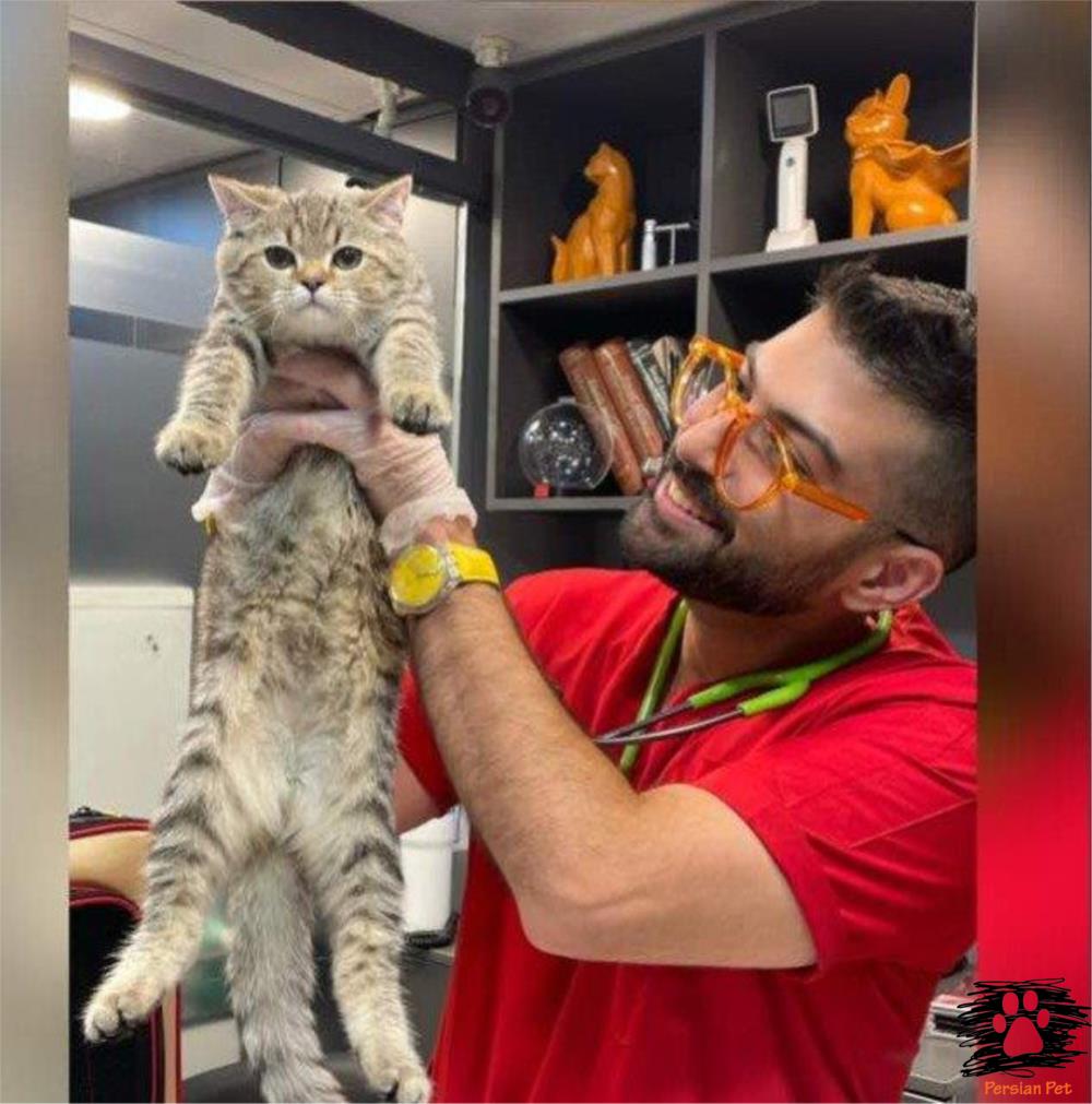 DCM در سگ‌های بزرگ‌نژاد (به‌خصوص دوبرمن/باکسر)