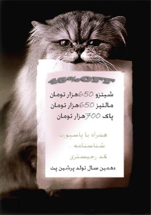 شروع جشنواره و اخبار