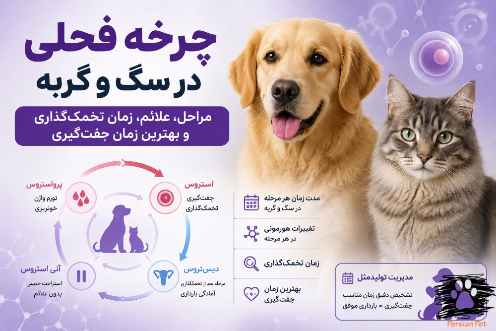 چرخه فحلی در سگ و گربه | زمان تخمک‌گذاری و جفت‌گیری
