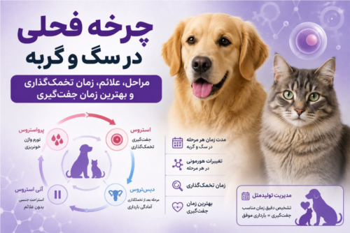 چرخه فحلی در سگ و گربه | زمان تخمک‌گذاری و جفت‌گیری
