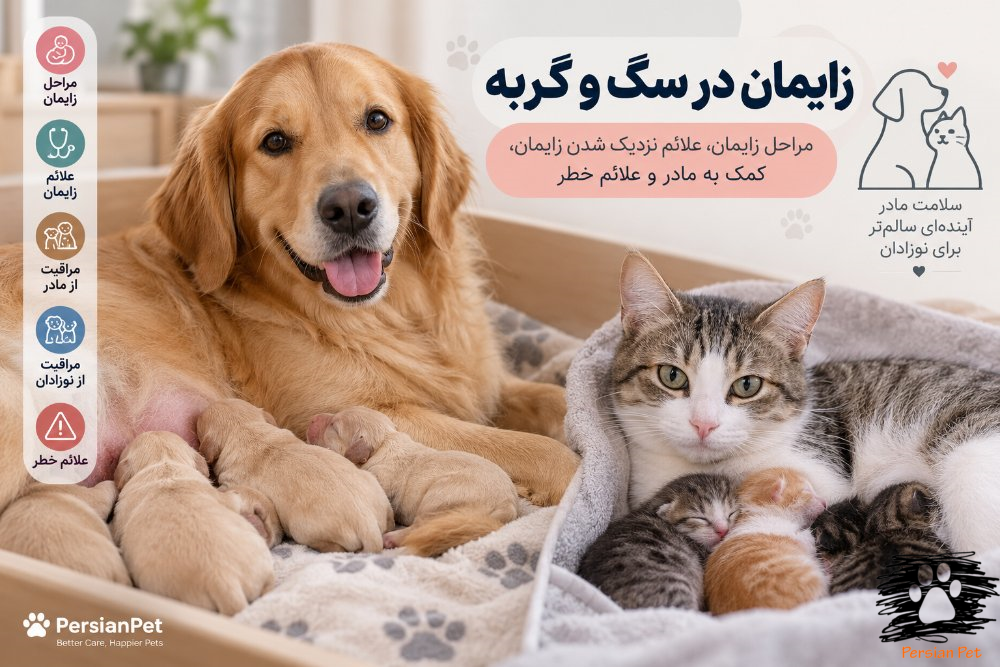 زایمان در سگ و گربه | مراحل زایمان، علائم نزدیک شدن زایمان، کمک به مادر و علائم خطر
