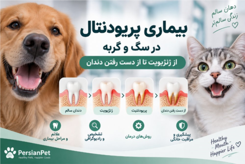 بیماری پریودنتال در سگ و گربه | علائم، مراحل، تشخیص، درمان و پیشگیری