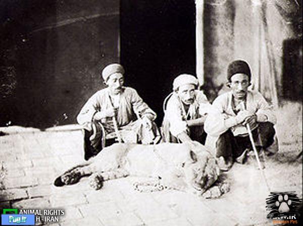 حیواناتی که در ایران منقرض شده اند 