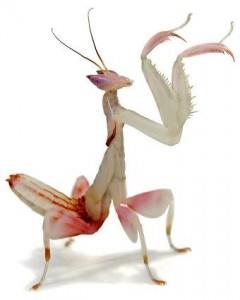 نگهداری از مانتیس (Praying Mantids)