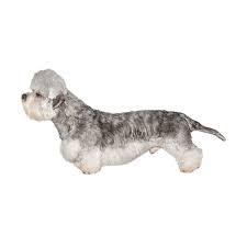  Dandie Dinmont Terrier