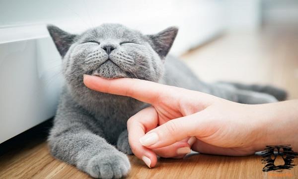 علائم پریود در گربه ها