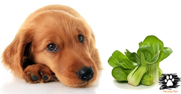 چه سبزیجاتی برای سگ ها مناسب است؟