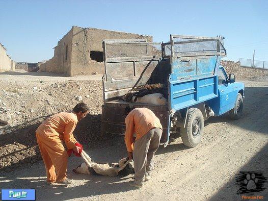 حقوق حیوانات کیلیویی چند ؟ 