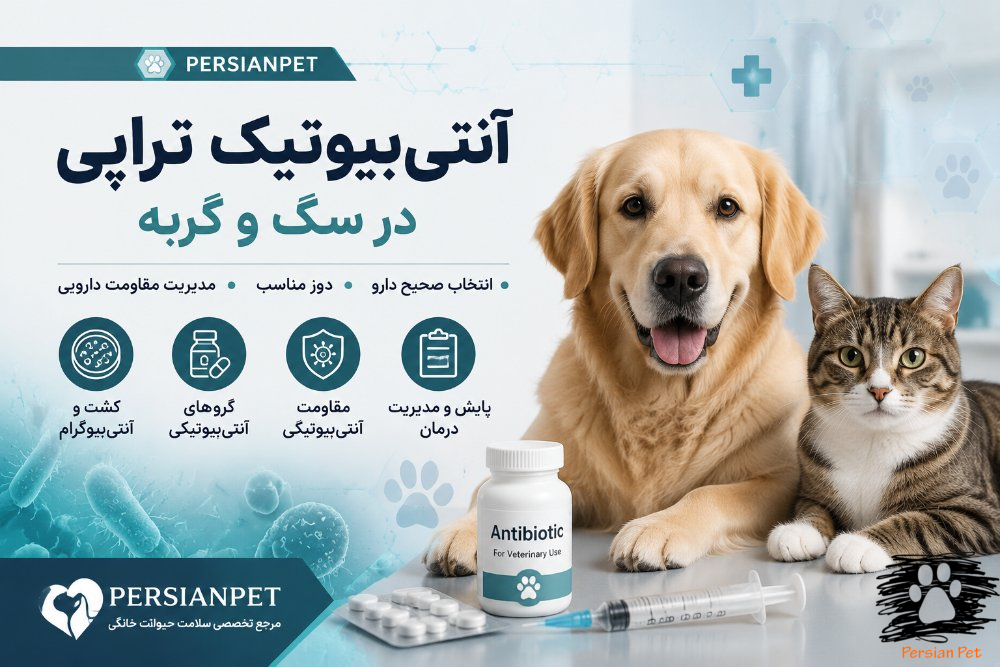 آنتی‌بیوتیک تراپی سگ و گربه | انتخاب صحیح، دوز و مدیریت مقاومت دارویی