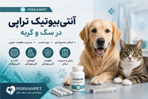 آنتی‌بیوتیک تراپی سگ و گربه | انتخاب صحیح، دوز و مدیریت مقاومت دارویی