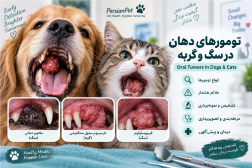 تومورهای دهان در سگ و گربه | انواع، علائم، تشخیص، مرحله‌بندی و درمان