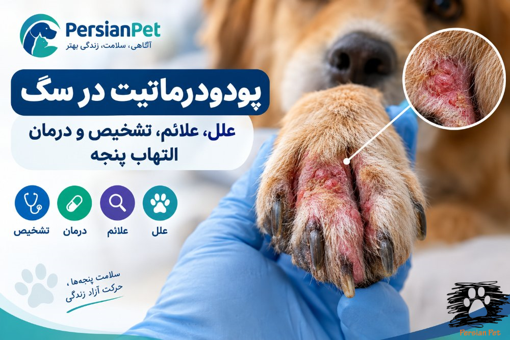 پودودرماتیت در سگ | علل، علائم، تشخیص و درمان
