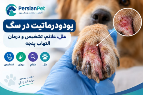 پودودرماتیت در سگ | علل، علائم، تشخیص و درمان