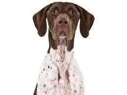  German Shorthaired Pointer