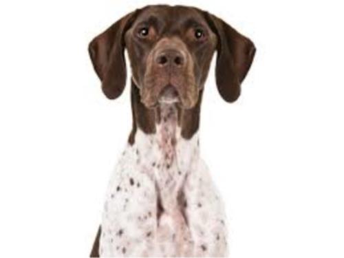  German Shorthaired Pointer