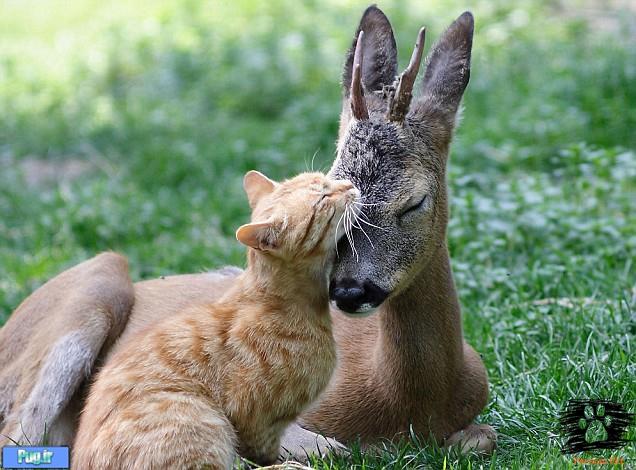 عکس عشقهای عجیب در حیوانات