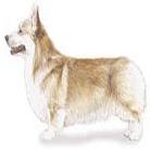 Welsh Corgi