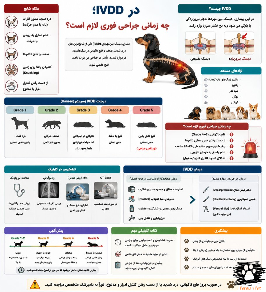 IVDD در سگ | چه زمانی جراحی فوری لازم است؟ علائم، درجات و درمان
