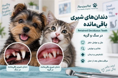دندان‌های شیری باقی‌مانده در سگ و گربه | علل، علائم، عوارض، تشخیص و درمان