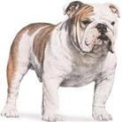 Bull Dog