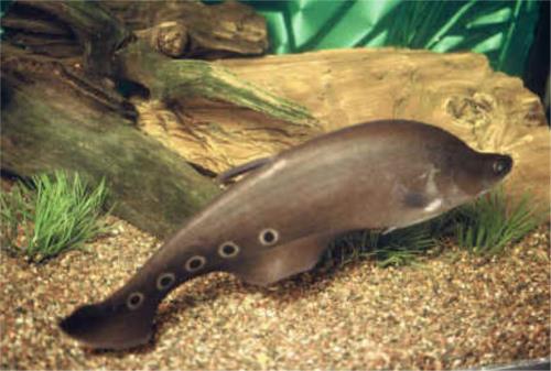 چاقو ماهي - Knife fish