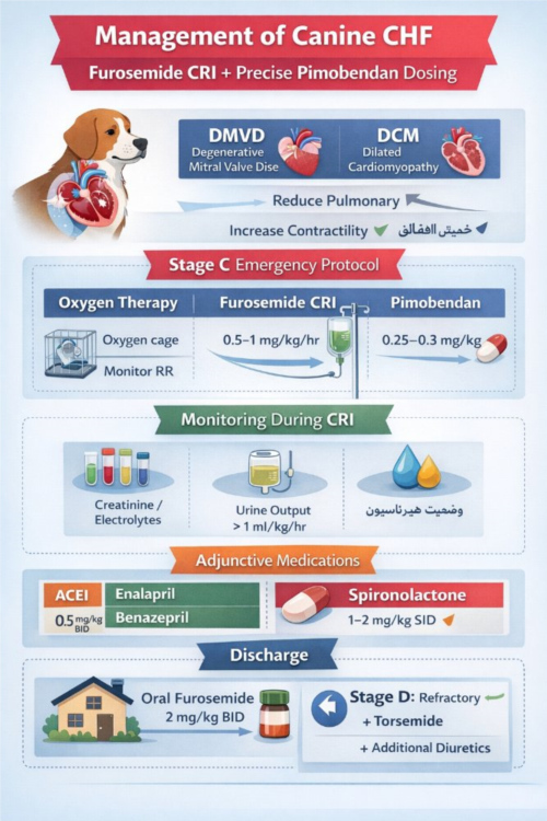 درمان CHF در سگ: پروتکل فوروزماید CRI و دوز دقیق پیماوبندان