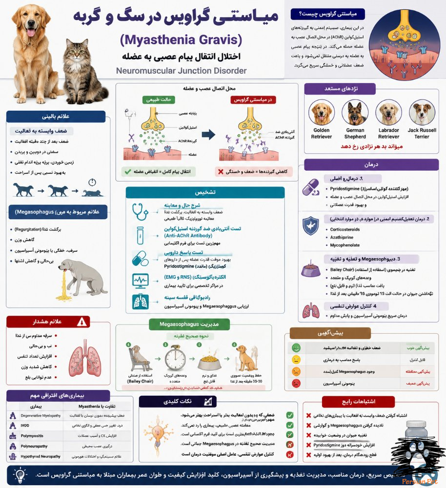 میاستنی گراویس در سگ و گربه | علائم، Megaesophagus، تشخیص و درمان