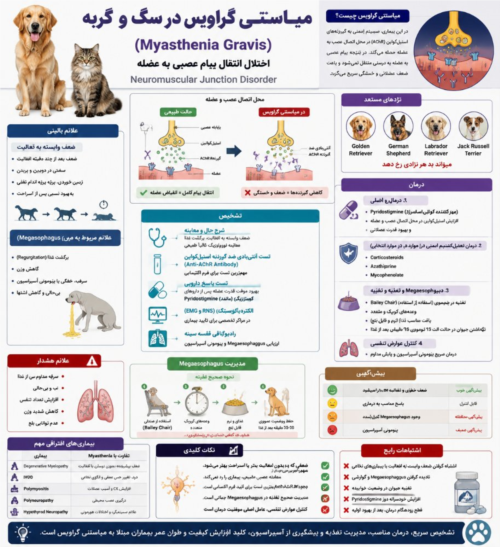 میاستنی گراویس در سگ و گربه | علائم، Megaesophagus، تشخیص و درمان