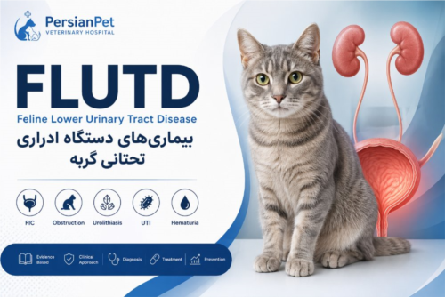 بیماری‌های دستگاه ادراری تحتانی گربه (FLUTD) | راهنمای جامع تشخیص، درمان و پیشگیری