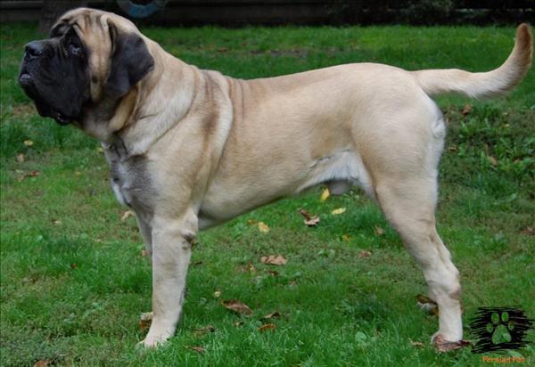  ماستیف انگلیسی (Mastiff) 