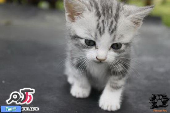 مرگ ناگهانی سگ و گربه و علت