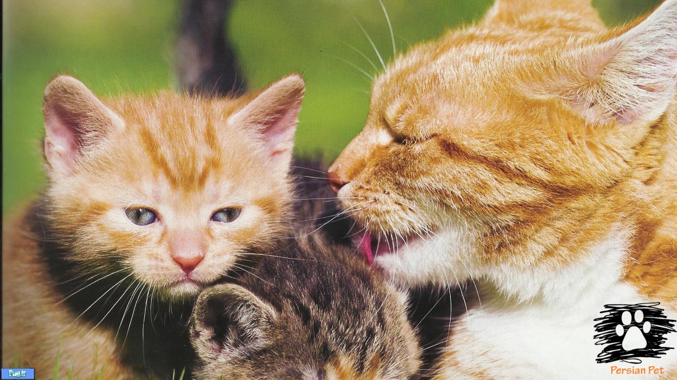 قرص ضد ریزش مو Bio مخصوص گربه های ملوس 