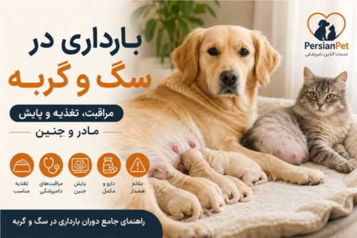 بارداری در سگ و گربه | مراقبت، تغذیه و پایش مادر و جنین