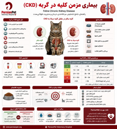 بیماری مزمن کلیه در گربه (Feline Chronic Kidney Disease - CKD)