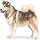 malamute alaskan