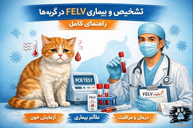 تحلیل بیماری FELV در گربه‌ها: تشخیص، درمان و پیشگیری