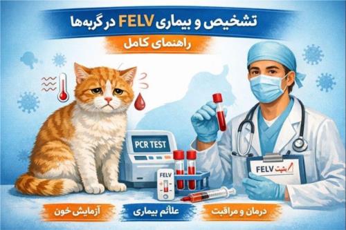 تحلیل بیماری FELV در گربه‌ها: تشخیص، درمان و پیشگیری